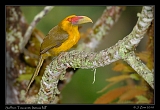  Saffron Toucanet, Itatiaia National Park, Brazil � Janet Zinn 2010